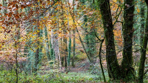 Colourful autumn leaves fill the woodland with dark tree trunks interspersed.